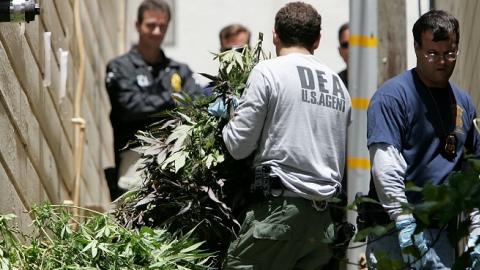 A Federal law enforcement agent carries a pile of marijuana plants seized during a raid of a medicinal marijuana club June 22, 2005 in San Franciso, California. (Justin Sullivan/Getty Images)