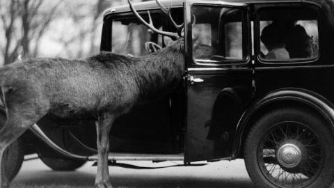 1935: A deer sticks his head inside a car looking for hand outs. (General Photographic Agency/Getty Images)