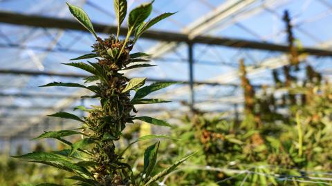 Cannabis plants are seen at East End Flower Farm in Mattituck, New York, on November 16, 2023. (Cecilia Sanchez/AFP via Getty Images)