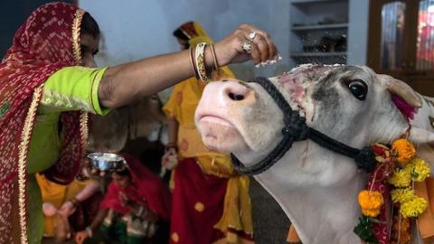 An Indian woman sprinkles yoghurt paste onto a cow's forehead during a Hindu Bach Baras ritual to bless the animal in the Rajasthan city of Udaipur on September 9, 2015. (Alex Ogle/AFP/Getty Images)